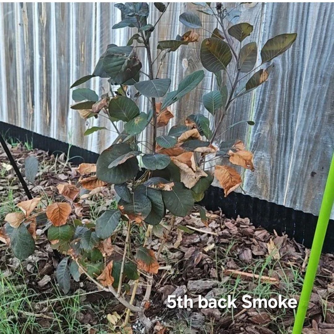 Photo of the plant species Cotinus 'Winecraft Black' by @tripleJ named Bella on Greg, the plant care app
