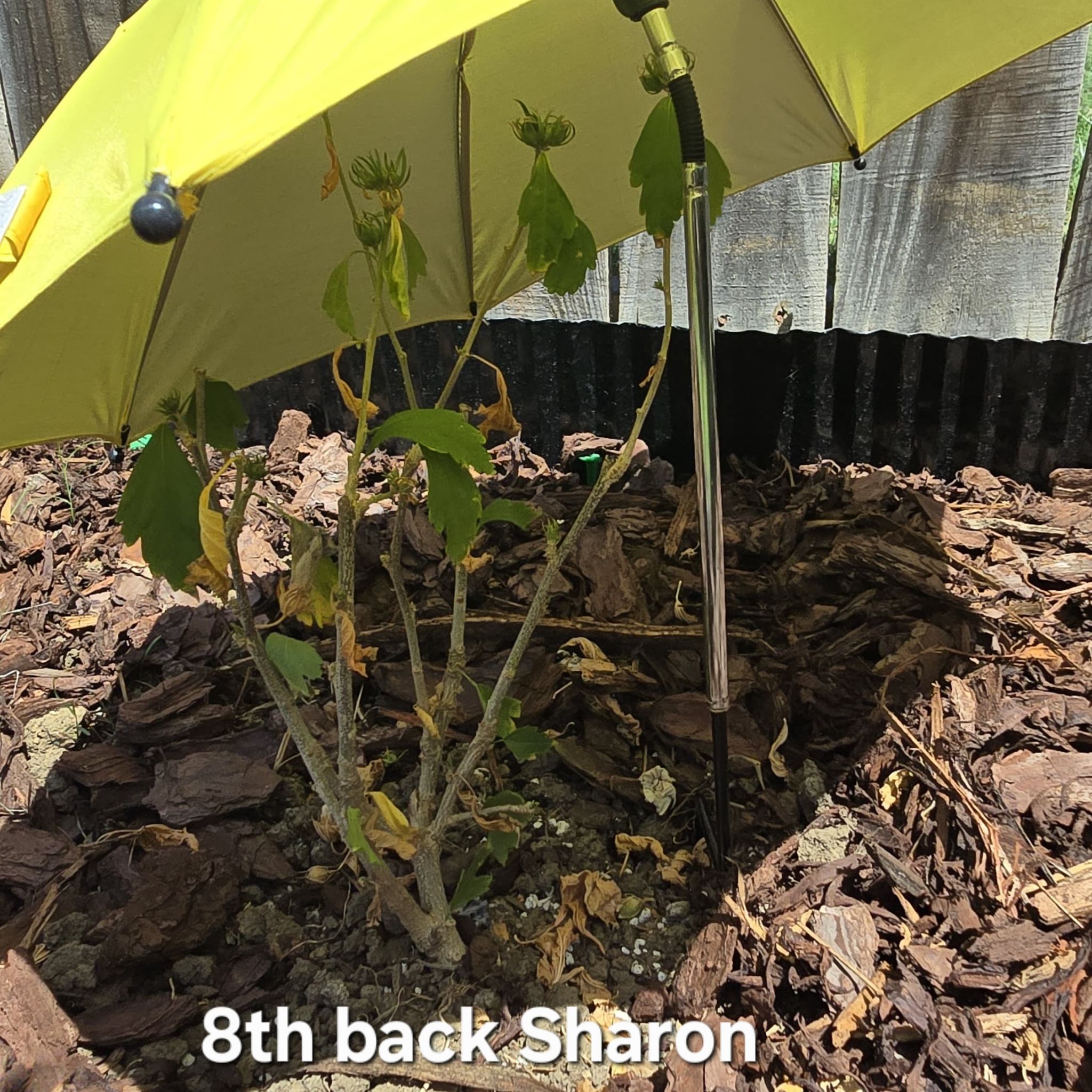 Photo of the plant species Blue Chiffon Rose of Sharon by @tripleJ named Shakira on Greg, the plant care app