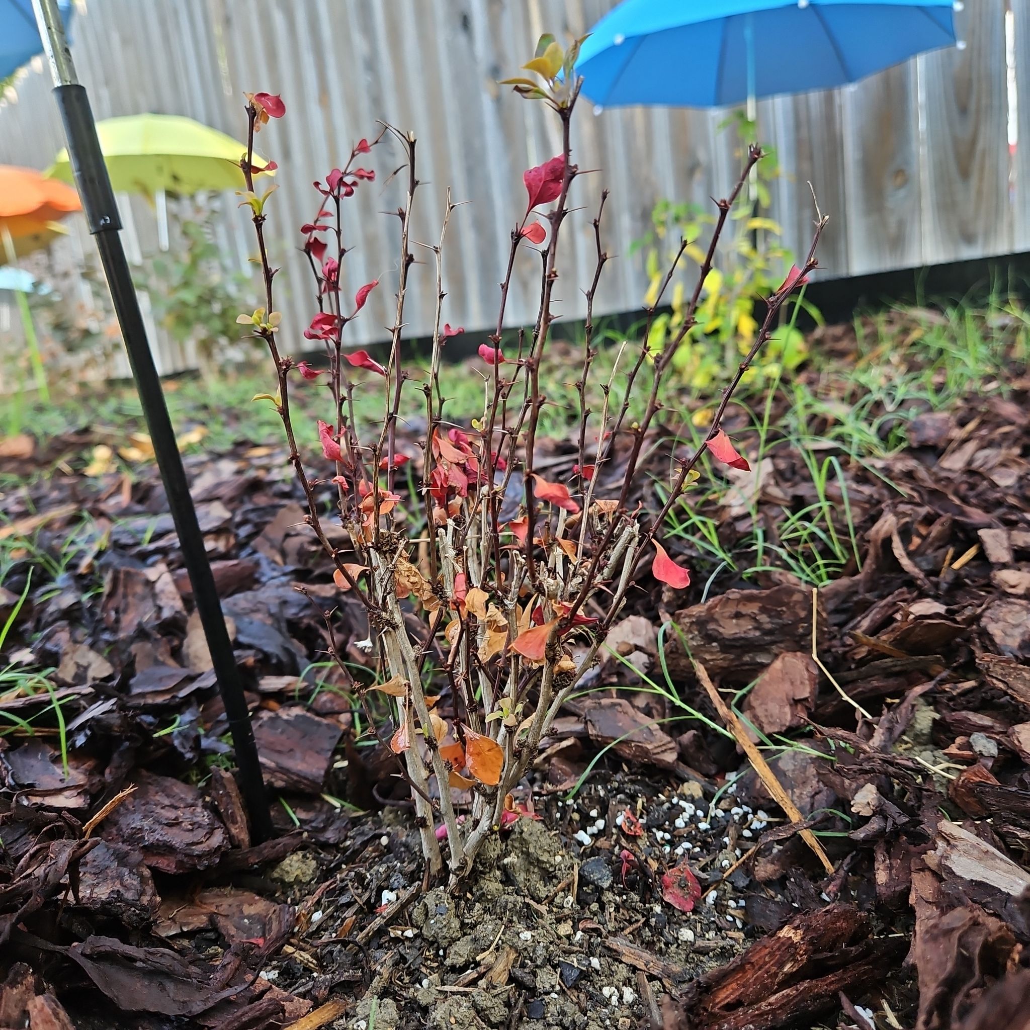 Photo of the plant species Orange Rocket Barberry by @tripleJ named Keanu Leaves on Greg, the plant care app