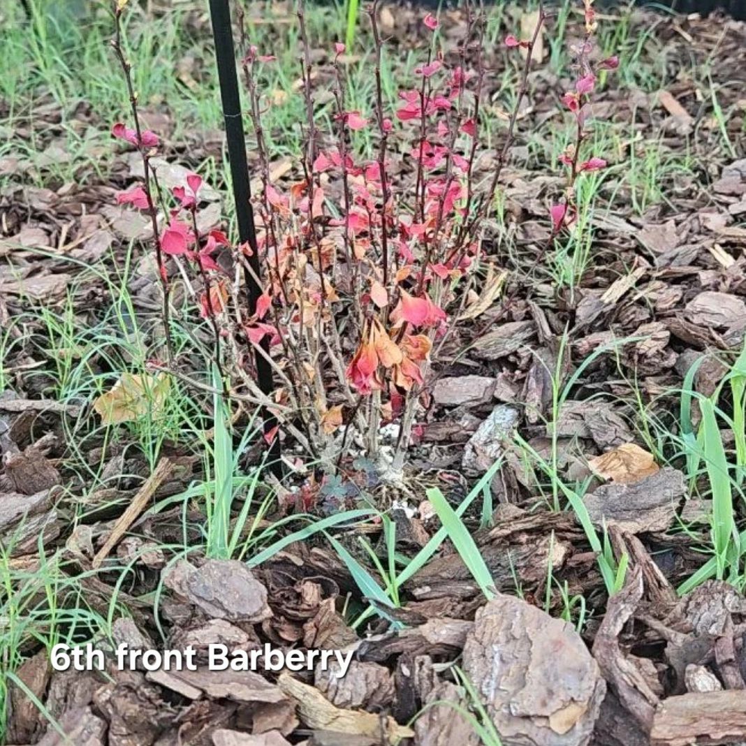 Photo of the plant species Orange Rocket Barberry by @tripleJ named Osmo on Greg, the plant care app