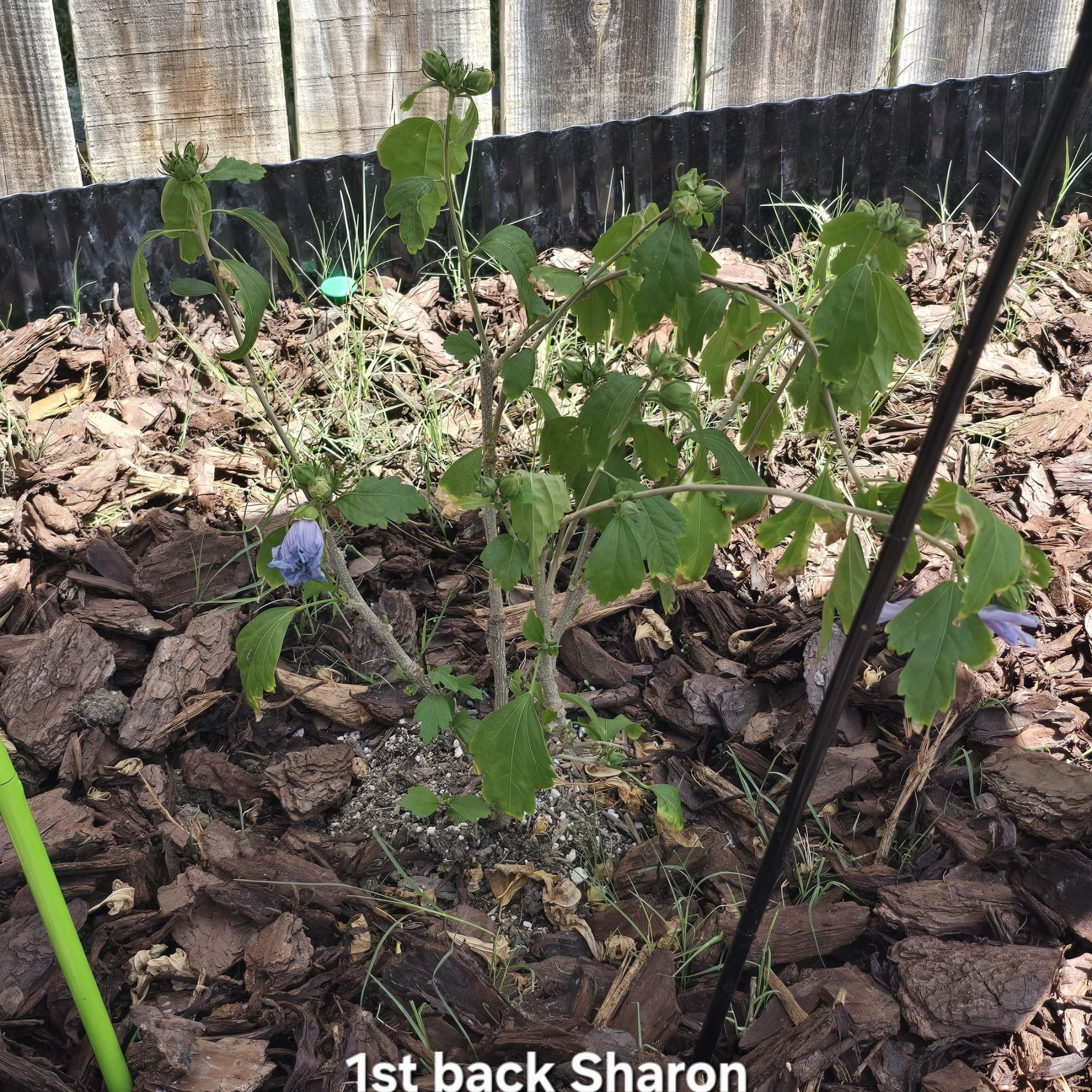Photo of the plant species Blue Chiffon Rose of Sharon by @tripleJ named Naomi on Greg, the plant care app