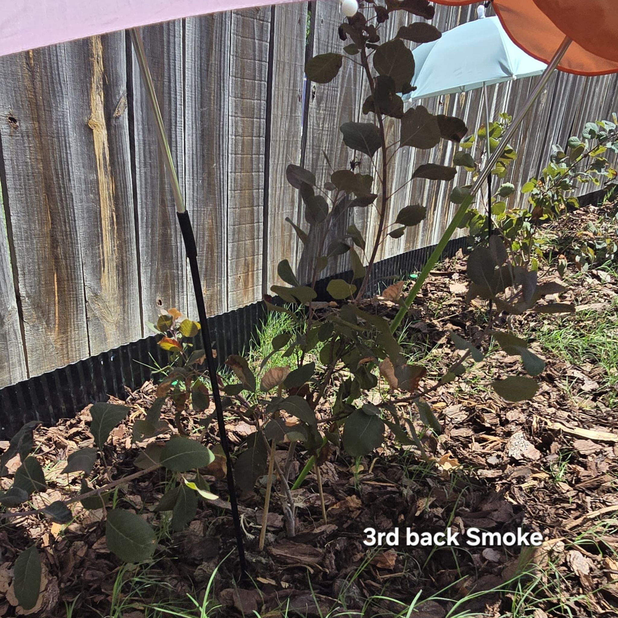 Photo of the plant species Cotinus 'Winecraft Black' by @tripleJ named Athena on Greg, the plant care app