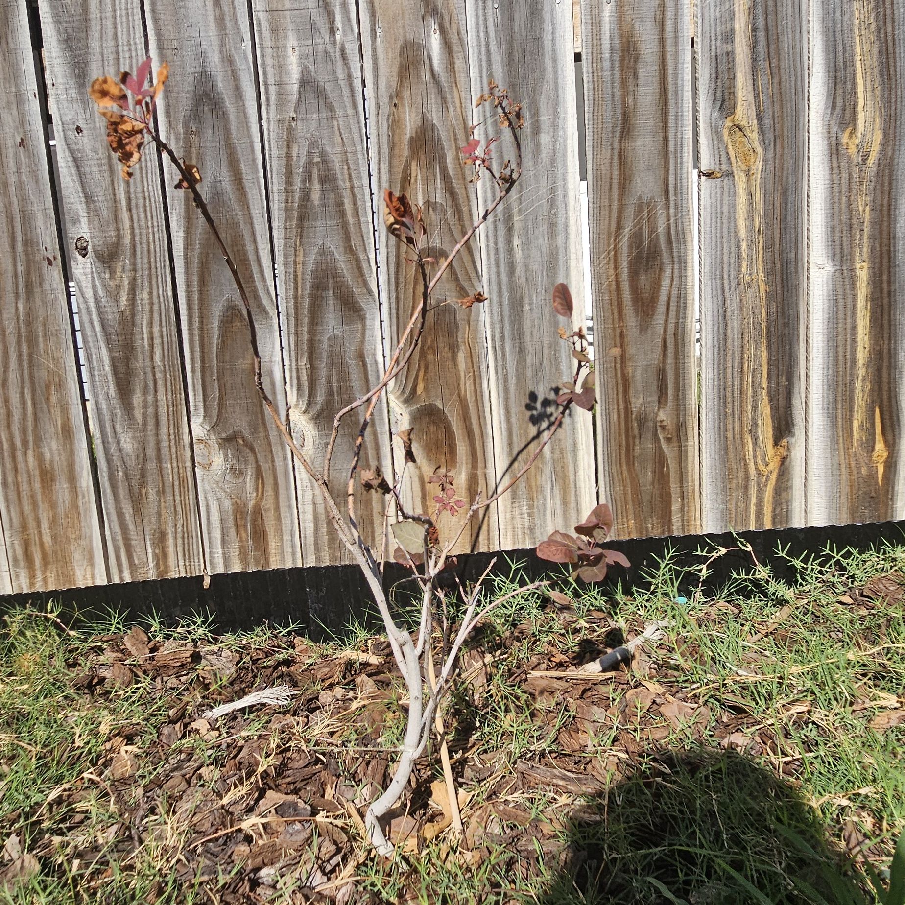 Photo of the plant species Cotinus 'Winecraft Black' by @tripleJ named Darwin on Greg, the plant care app