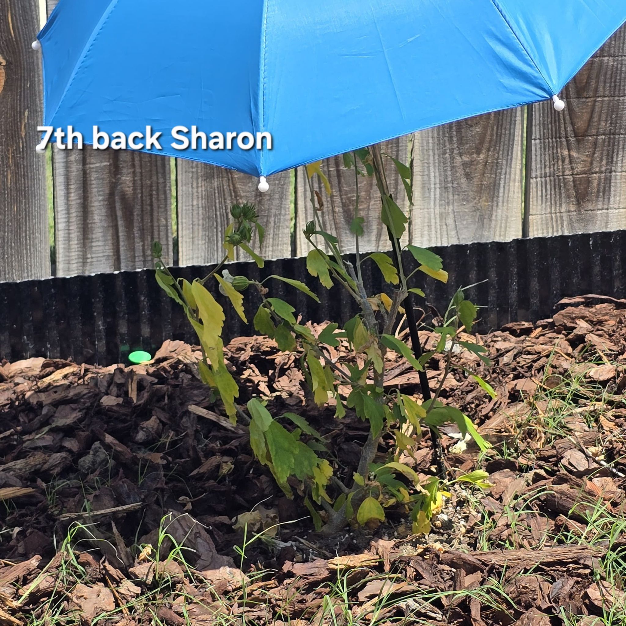 Photo of the plant species Blue Chiffon Rose of Sharon by @tripleJ named Luna on Greg, the plant care app