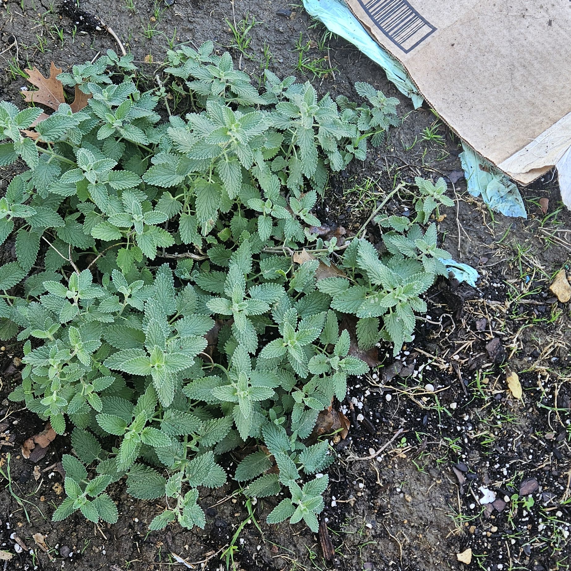 Photo of the plant species Catmint 'Kit Cat' by @tripleJ named ChloroPhil on Greg, the plant care app