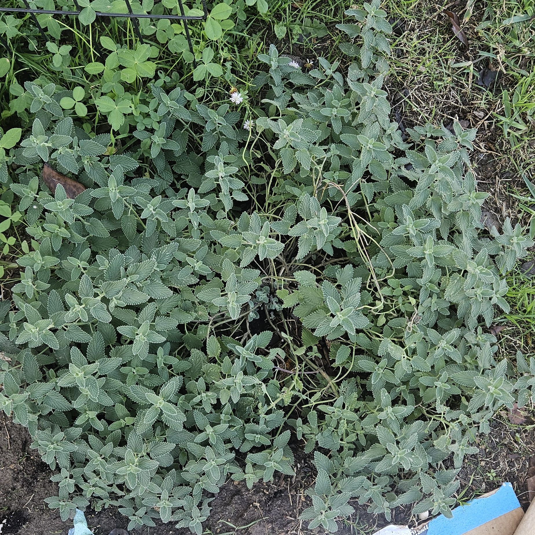 Photo of the plant species Catmint 'Kit Cat' by @tripleJ named Achilles on Greg, the plant care app
