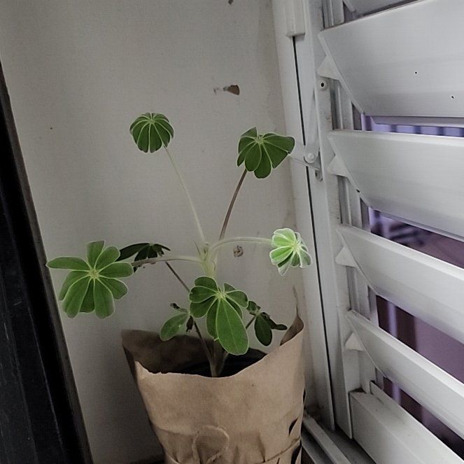 Photo of the plant species Blue Lupin by @RightlyFilbert named Doja Cat on Greg, the plant care app