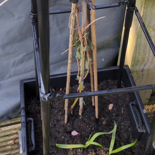 Photo of the plant species Passionflower by @HipWhiterose20 named Sproutacus on Greg, the plant care app