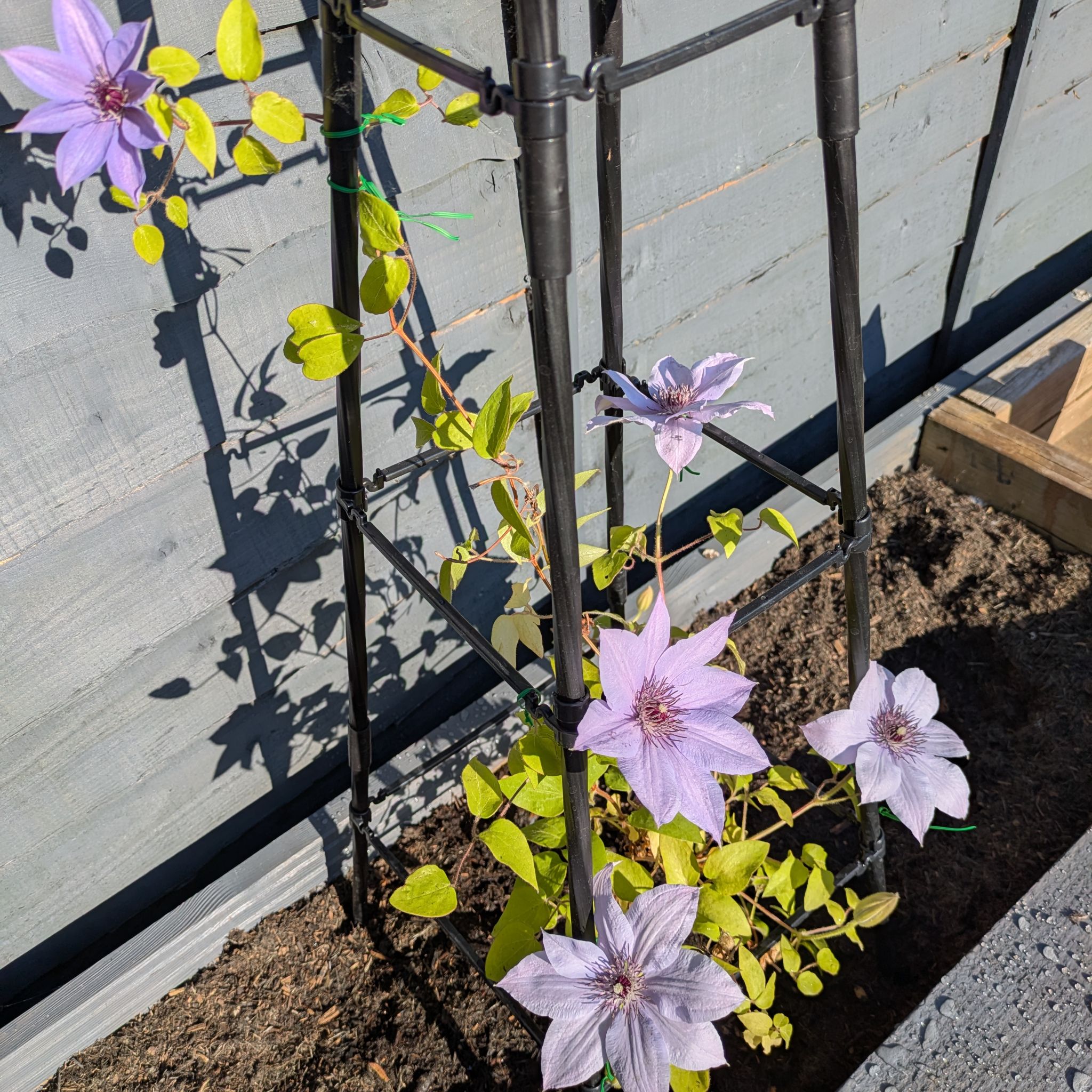 Photo of the plant species Clematis by @HipWhiterose20 named Coby on Greg, the plant care app