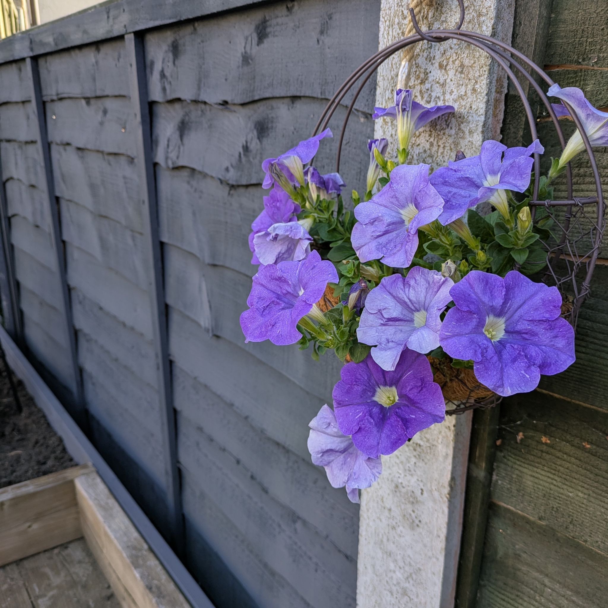 Photo of the plant species Trailing Petunia by @HipWhiterose20 named Polly on Greg, the plant care app