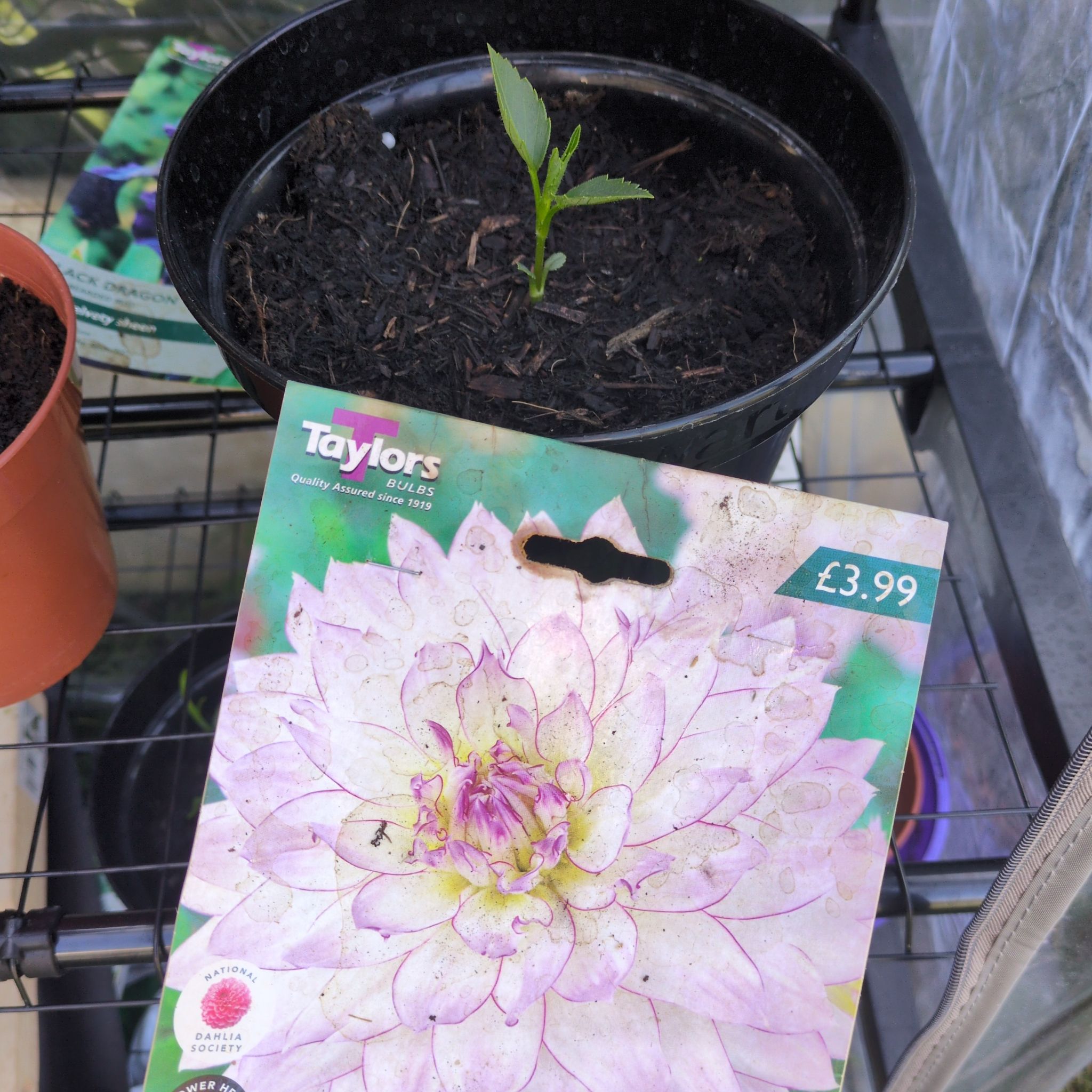 Photo of the plant species Dahlia 'Crazy Love' by @HipWhiterose20 named Delilah on Greg, the plant care app