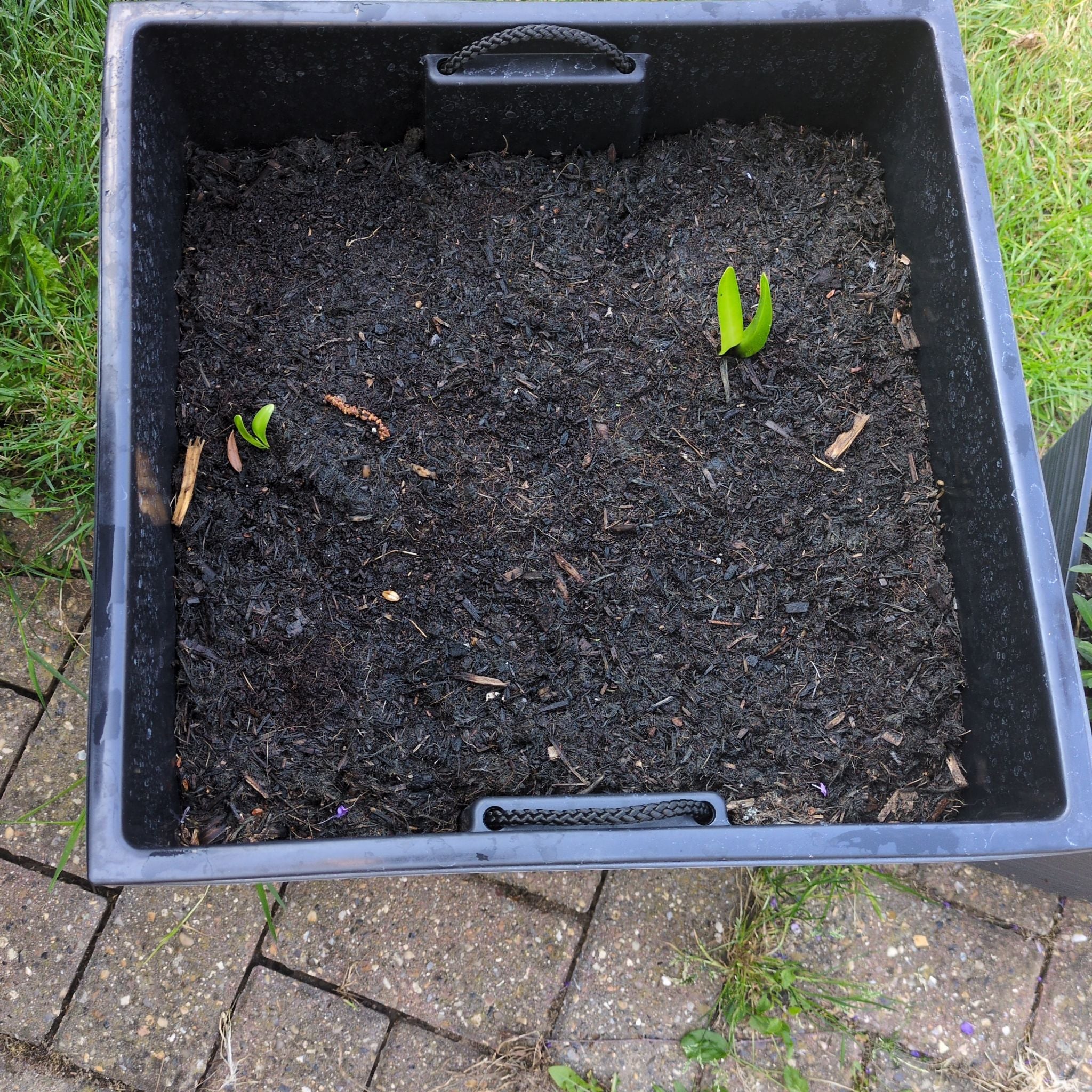 Photo of the plant species Agapanthus 'Blue' by @HipWhiterose20 named Agatha on Greg, the plant care app