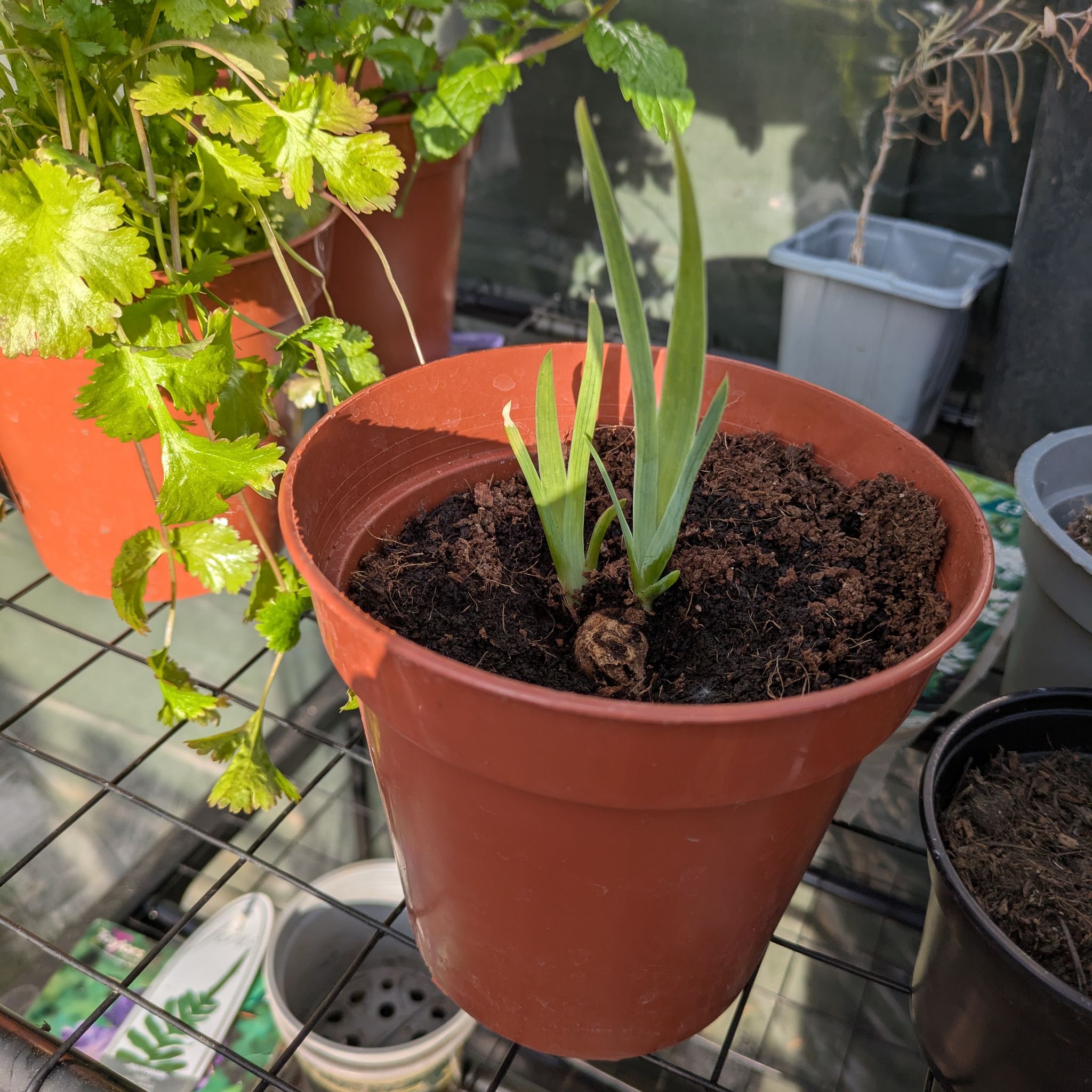 Photo of the plant species Iris 'Black Dragon' by @HipWhiterose20 named Luna on Greg, the plant care app