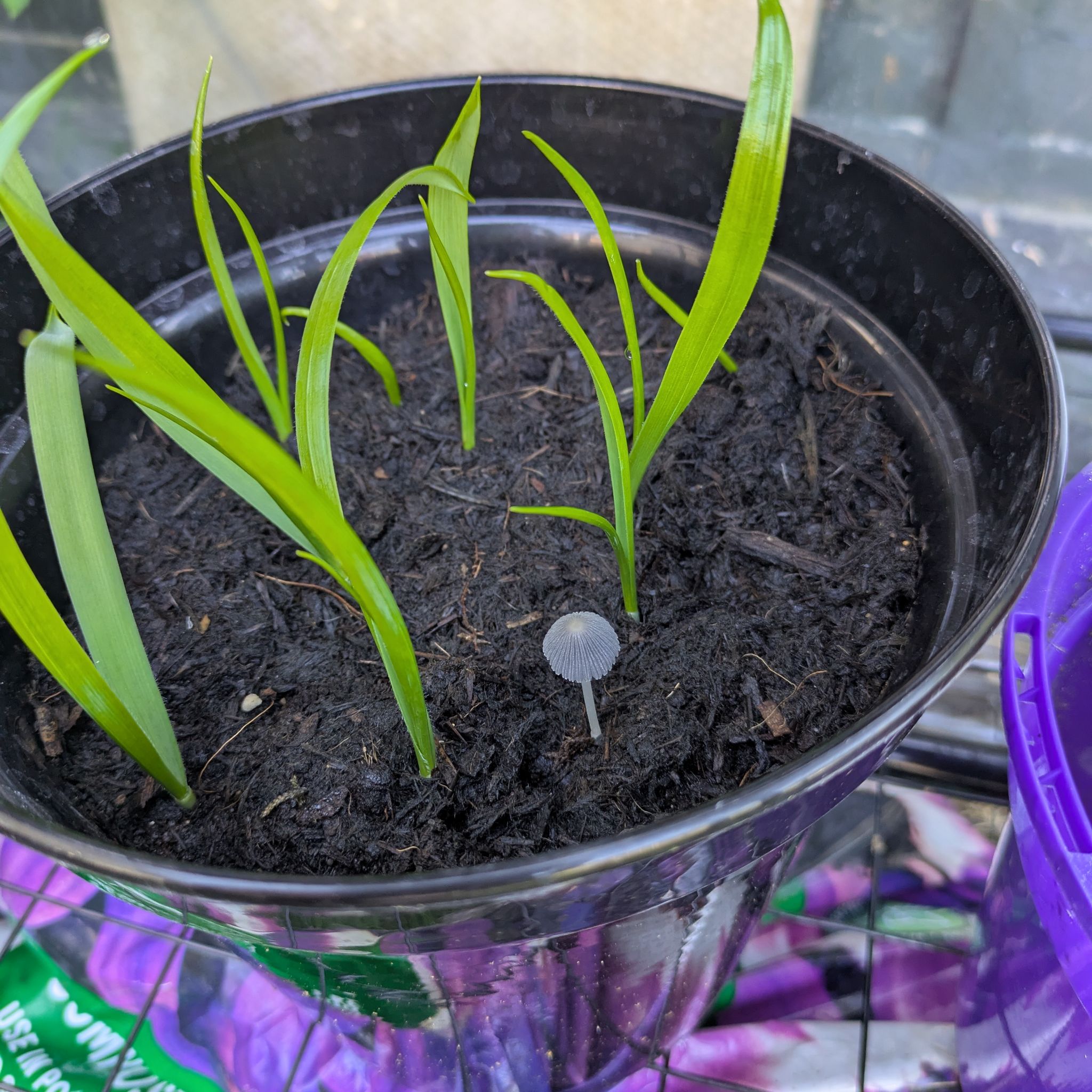 Photo of the plant species Naples Garlic by @HipWhiterose20 named Harmony on Greg, the plant care app