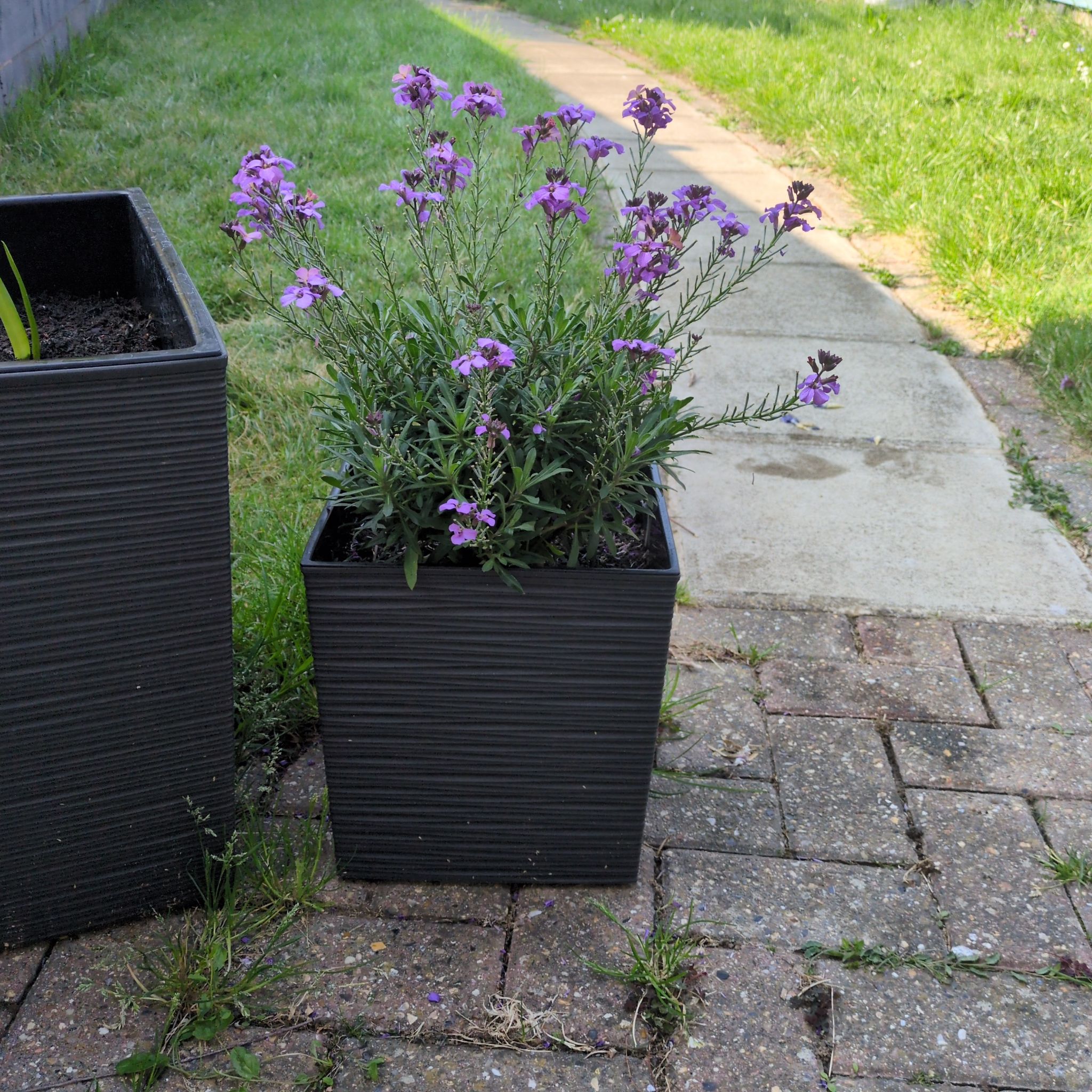 Photo of the plant species Erysimum 'Poem Lavender' by @HipWhiterose20 named Aria on Greg, the plant care app