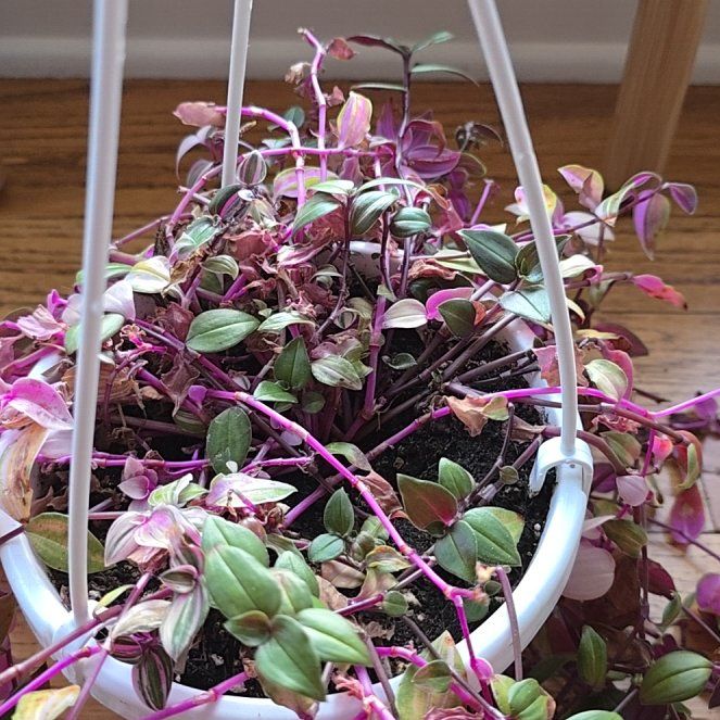 Photo of the plant species Tradescantia 'Rainbow Zebra' by @ComicWatercress named Morgan Treeman on Greg, the plant care app