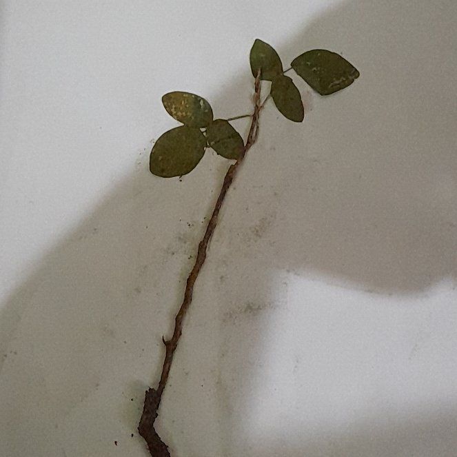 Photo of the plant species Alabama Supplejack by @WittyAlula25 named Bieber on Greg, the plant care app