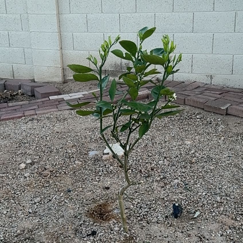 Photo of the plant species Satsuma Mandarin by @CivilizedMoss1 named Mandy on Greg, the plant care app