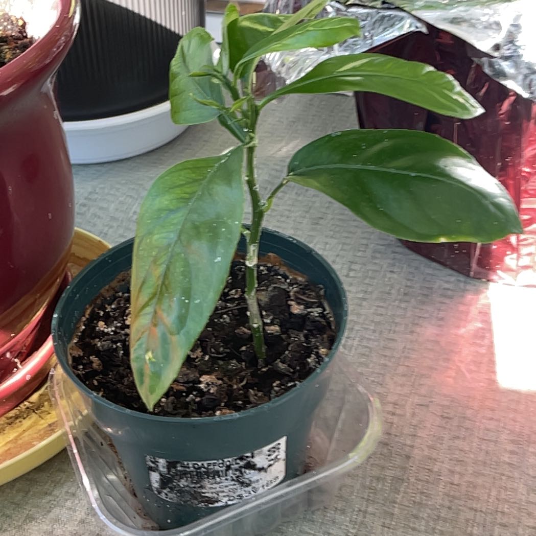 Photo of the plant species pomelo by @BeefyNeem54 named Nemo on Greg, the plant care app