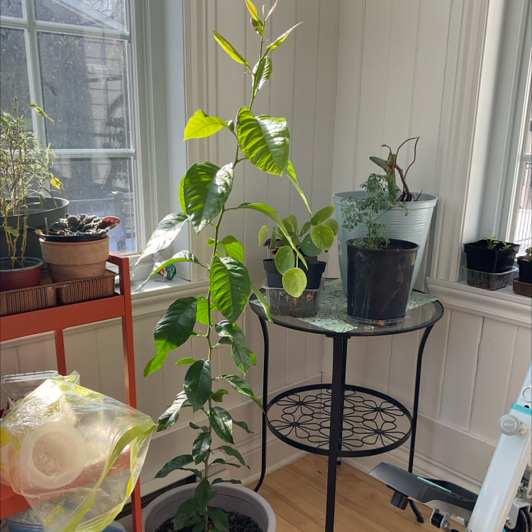 Photo of the plant species Eureka Lemon by @BeefyNeem54 named LEMONY on Greg, the plant care app