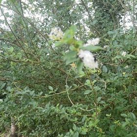 Photo of the plant species Chinese Privet by @PlenaryFreesia named Harper on Greg, the plant care app