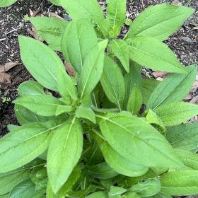 Photo of the plant species Jerusalem Artichoke by @PlenaryFreesia named Sanders on Greg, the plant care app