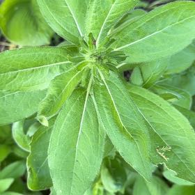 Photo of the plant species Jerusalem Artichoke by @PlenaryFreesia named Sigmund on Greg, the plant care app