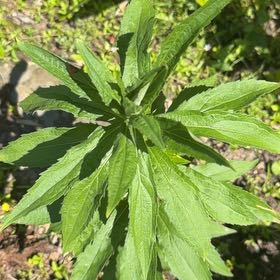 Photo of the plant species Rough Canada Goldenrod by @PlenaryFreesia named Messi on Greg, the plant care app