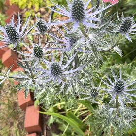 Photo of the plant species Flat Sea Holly by @PlenaryFreesia named Keanu Leaves on Greg, the plant care app