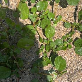 Photo of the plant species Purple Amaranth by @PlenaryFreesia named Huckleberry Fern on Greg, the plant care app