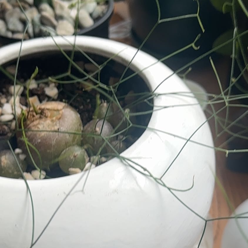 Photo of the plant species Spike Lilly by @LushBuffalonut named Zion on Greg, the plant care app