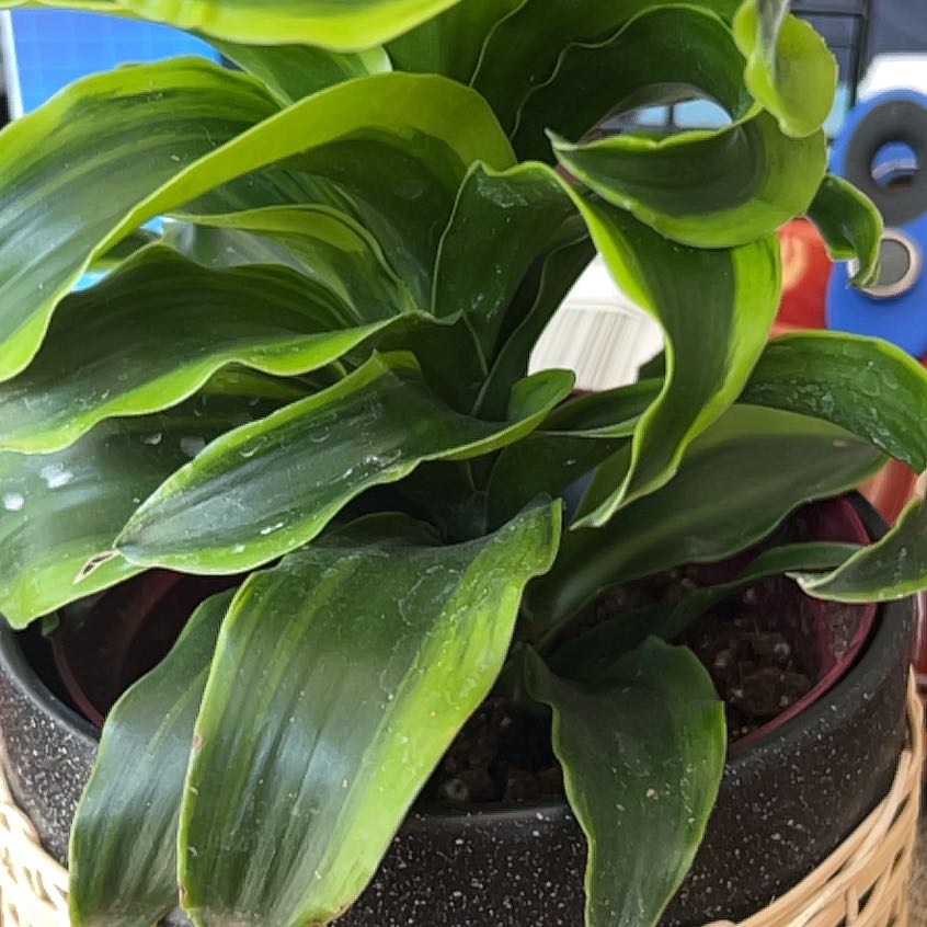 Photo of the plant species Dracaena Compacta by @SilveryDionysos named Bruce Lee on Greg, the plant care app