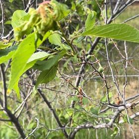Photo of the plant species American Plum by @CleanLuscious named Cleopatra on Greg, the plant care app