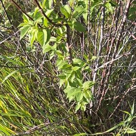 Photo of the plant species American Plum by @CleanLuscious named Shakira on Greg, the plant care app