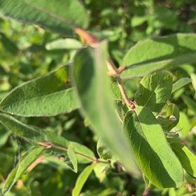 Photo of the plant species Tatarian Honeysuckle by @CleanLuscious named Bodhi on Greg, the plant care app