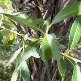 Photo of the plant species White Willow by @CleanLuscious named Hamilton on Greg, the plant care app