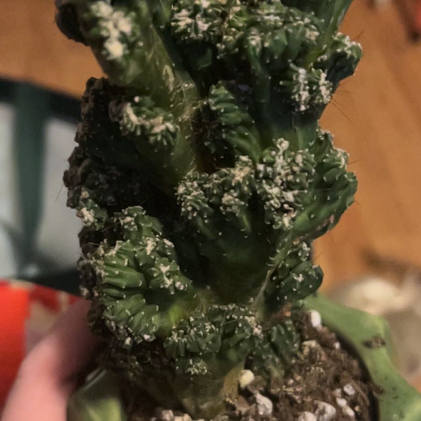 Photo of the plant species Cereus peruvianus f. monstrose by @DynamiteSalsify named Figyonce on Greg, the plant care app