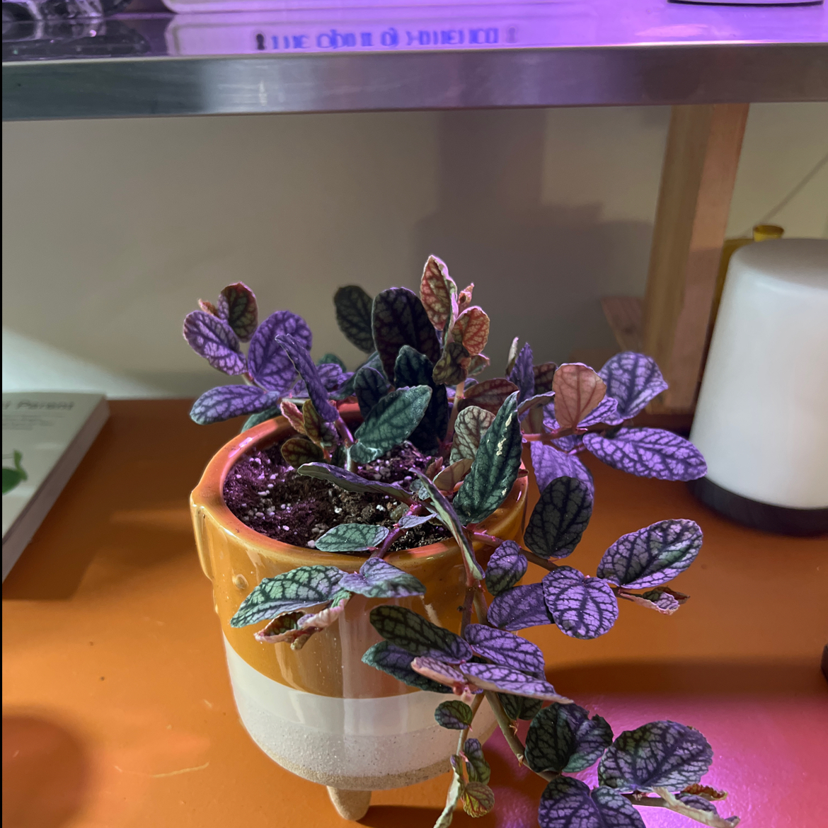 Photo of the plant species Polynesian Twigrush by @zzzac named Lavender on Greg, the plant care app