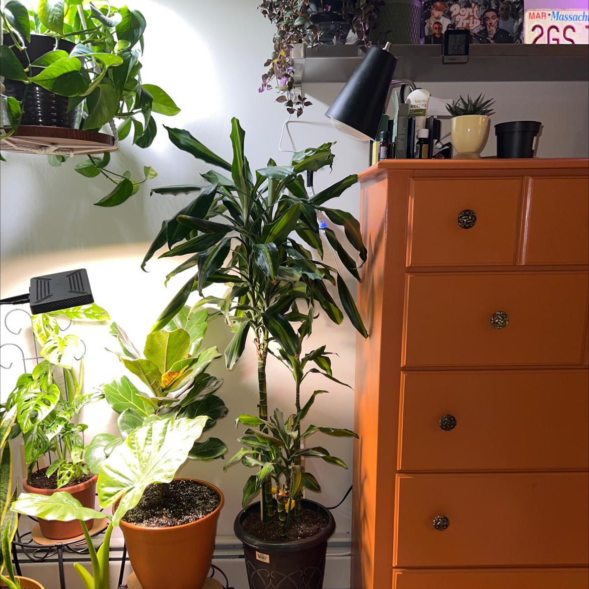 Indoor Dracaena Cintho plant in a pot, surrounded by other plants and furniture.