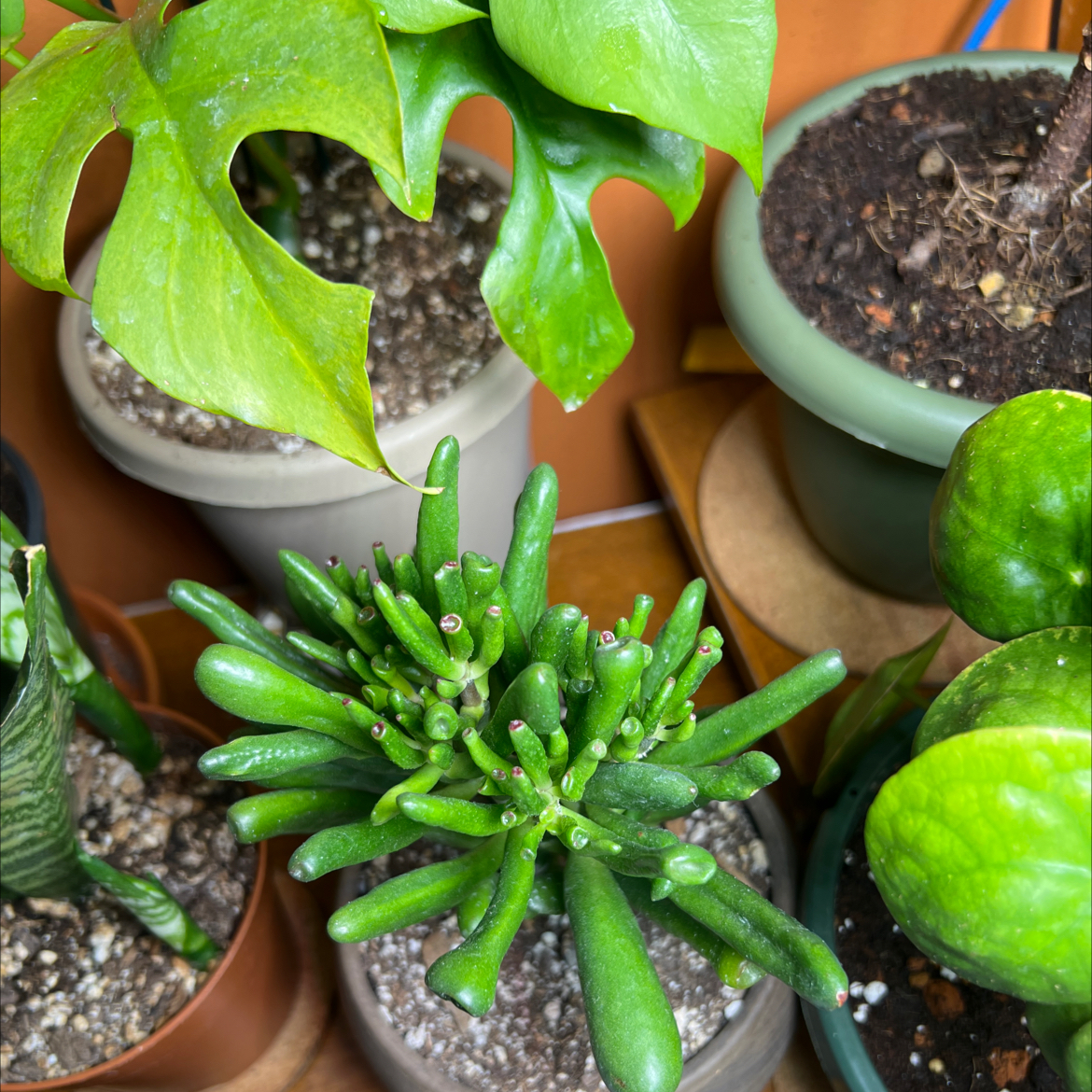 Image of a healthy Jade Plant among other potted plants.