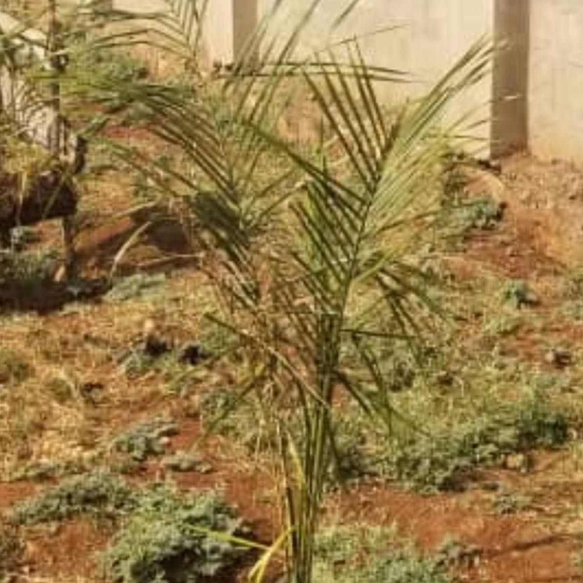 Photo of the plant species Roystonea Regia by @UltraExotichoya named Naomi on Greg, the plant care app