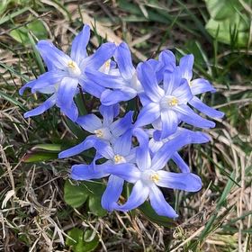Photo of the plant species Forbes' Glory of the Snow by @YokeGreenbeans named Lola on Greg, the plant care app