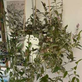 Photo of the plant species Inch Plant by @BusyBogbean17 named Mando on Greg, the plant care app