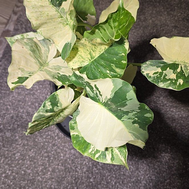 Photo of the plant species Alocasia Dawn Variegated by @TemperateComet named Ulysses S Plant on Greg, the plant care app
