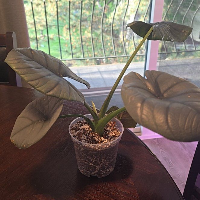 Photo of the plant species Alocasia Reginae Black by @TemperateComet named Osmo on Greg, the plant care app