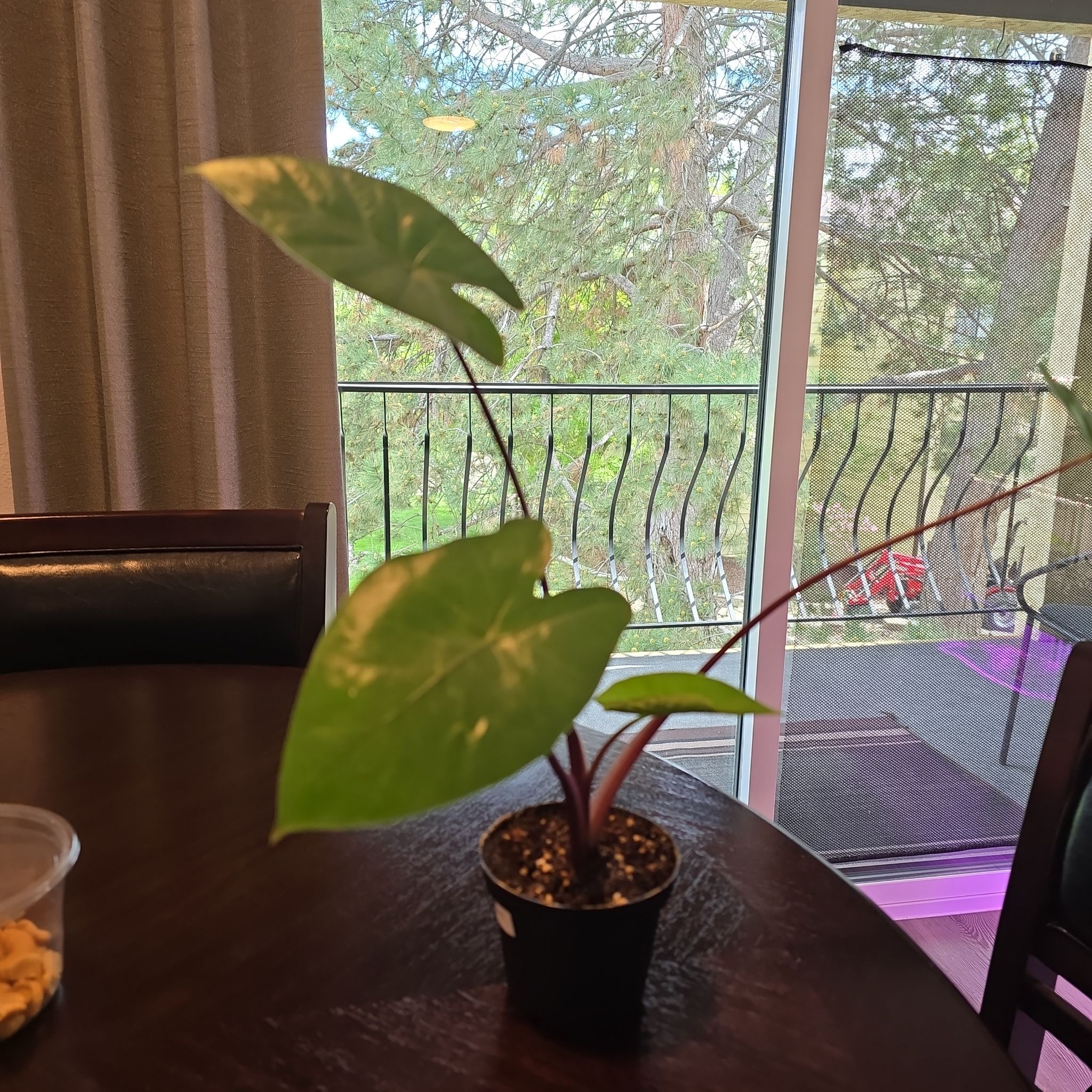 Photo of the plant species Black Macrorrhiza by @TemperateComet named Sir Plancelot on Greg, the plant care app