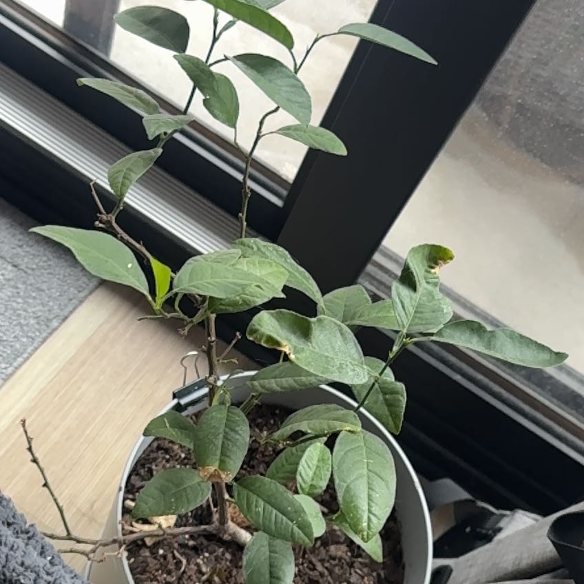 Photo of the plant species Lime Tree by @LadyLancewood33 named Marley on Greg, the plant care app