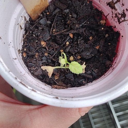 Photo of the plant species Top Bunch Collards by @FancyMaitake1 named da Vinci on Greg, the plant care app