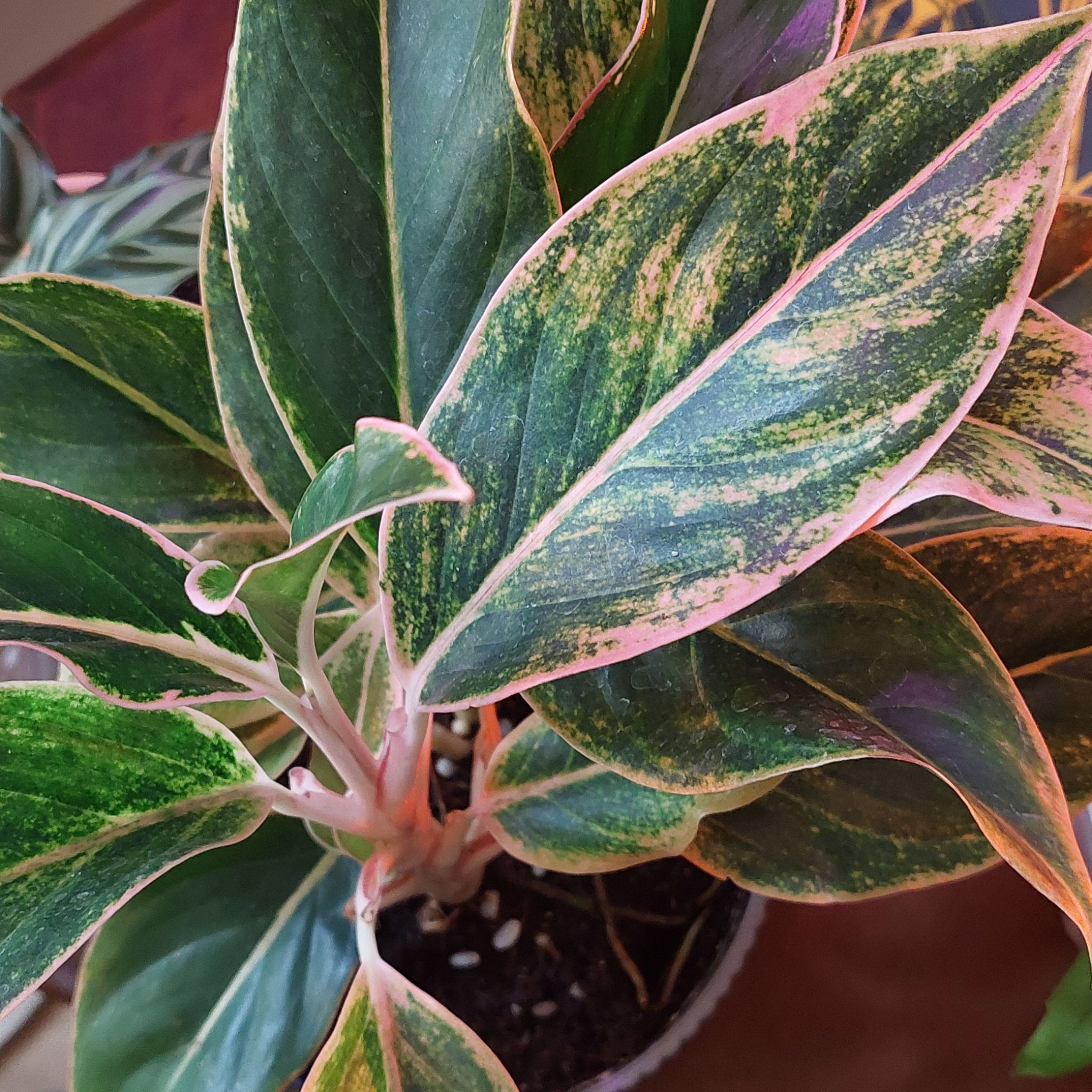 Photo of the plant species Chinese Evergreen 'Pink Siam' by @SwellMossorchid named Aglonema Pink Siam on Greg, the plant care app