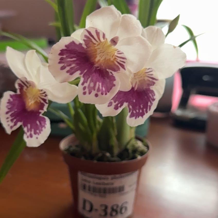 Photo of the plant species Miltoniopsis phalaenopsis by @PrizeLavaplant named Scarlett on Greg, the plant care app